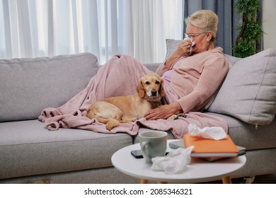 Sick Elderly Woman Caughing And Blowing Running Nose Lying Down On Sofa With Her Small Yellow Dog, Suffering From Seasonal Flu Or Cold. Ill Senior Feel Unhealthy With Influenza At Home