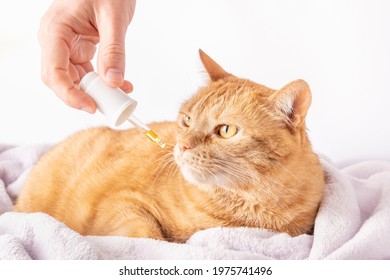 Sick Ginger Cat Is Sniffing A Dropper With Medicine. Homeopathic Treatment For Ill Pets And Animals.