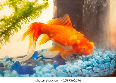 Sick Goldfish With Bumbs On Its Scale, Fish Bowl Pet