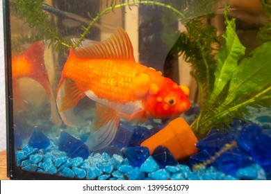 Sick Goldfish With Bumbs On Its Scale, Fish Bowl Pet