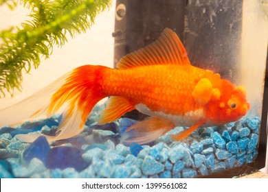 Sick Goldfish With Bumbs On Its Scale, Fish Bowl Pet