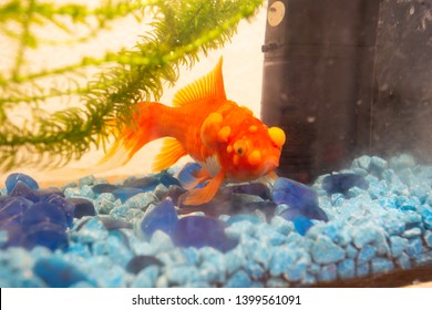 Sick Goldfish With Bumbs On Its Scale, Fish Bowl Pet