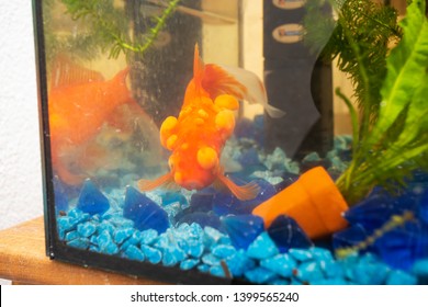 Sick Goldfish With Bumbs On Its Scale, Fish Bowl Pet