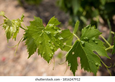 Sick Grape Leaf - Southern France Vineyard - Mildew - Plant Disease