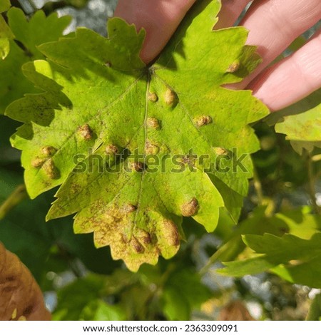 Sick grape leaves that are attacked by some parasite.