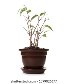 Sick Home Plant In Pot On White Background