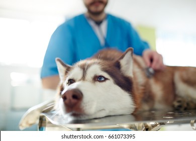 Sick Husky Dog Lying On Table In Vet Clinics