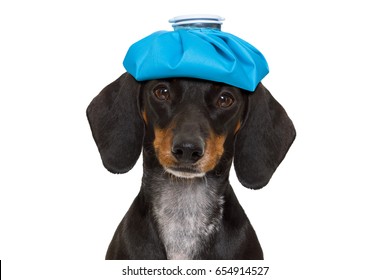 Sick And Ill Dachshund Sausage Dog  Isolated On White Background With Ice Pack Or Bag On The Head