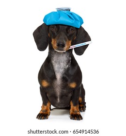 Sick And Ill Dachshund Sausage Dog  Isolated On White Background With Ice Pack Or Bag On The Head, With Thermometer