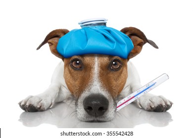 Sick Ill Dog With Thermometer On Mouth , Ice Pack On Head , Isolated On White Background