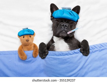 Sick Ill French Bulldog Dog  With  Headache In Bed Resting 