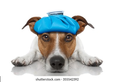 Sick Ill Jack Russell Dog  Isolated On White Background With Ice Pack On Head