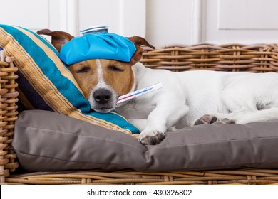 Sick Ill  Jack Russell  Dog  In Bed With Pillow With Thermometer In Mouth ,high  Fever Suffering Pain 