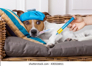 Sick Ill   Jack Russell  Dog Getting A Shot Or Vaccine For The Pain 