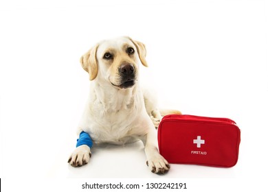 SICK OR INJURED DOG. LABRADOR  LYING DOWN WITH A BLUE BANDAGE OR ELASTIC BANDAGE ON FOOT AND A EMERGENCY  OR FIRT AID KIT.