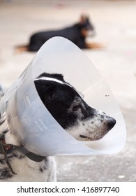 Sick Injured Old Dalmatian Dog No Stock Photo 416897740 | Shutterstock