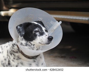 Sick Injured Old Dalmatian Dog No Stock Photo 428412652 | Shutterstock