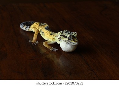 Sick Leopard Gecko Looking For Food In The Night