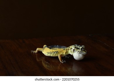 Sick Leopard Gecko Looking For Food In The Night