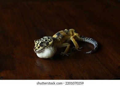 Sick Leopard Gecko Looking For Food In The Night