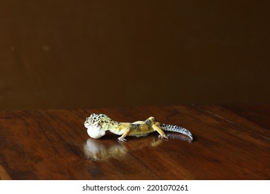 Sick Leopard Gecko Looking For Food In The Night