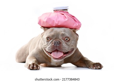 Sick Lilac French Bulldog Dog With Ice Bag On Head