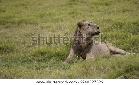 
A sick lion resting beside a pond.