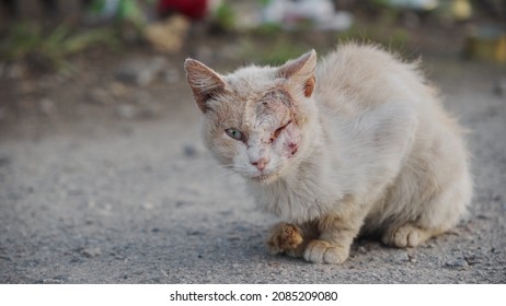 Sick lonely cat thrown into the street. The problem of abandoned animals. Skin disease in a cat.