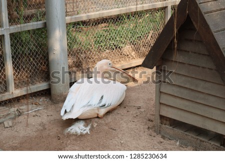 Sick pink egret