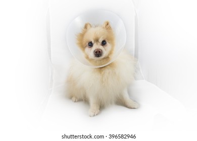 can pomeranians wear collars