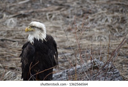 Sick Possibly Injured Old Bald Eagle Stock Photo (Edit Now) 1362566552