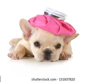 sick puppy - french bulldog with hot water bottle on head isolated on white background