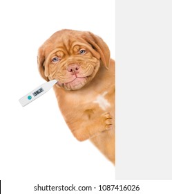 sick puppy with a thermometer in his mouth  behind white banner. isolated on white background 