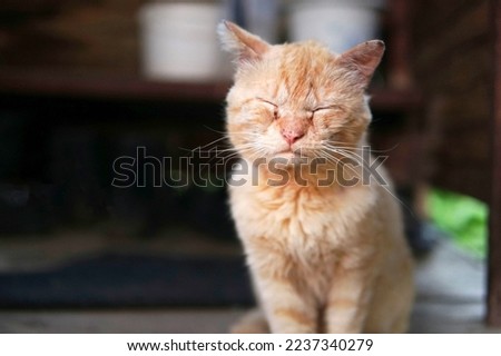 Sick red cat. Eye and ear disease