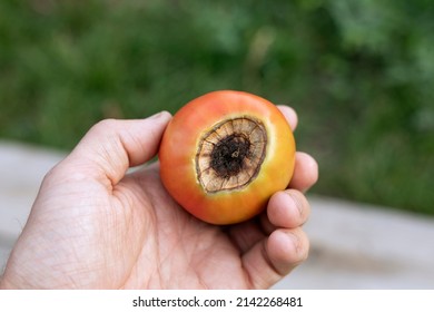 Sick Red Tomato With Spoiled Top Of Brown Rot In Farmer Hand