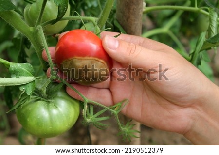 Rotten tomato. Mold on vegetables. Rotten product. Spoiled food