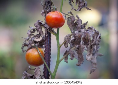 Sick or rotting tomatoes on the plant with apical rot disease. Damaged by disease and pests of tomato leaves yellowed by drought