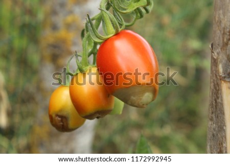 Sick or rotting tomatoes on the plant with apical rot disease. [[stock_photo]] © 