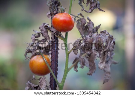 Sick or rotting tomatoes on the plant with apical rot disease. Damaged by disease and pests of tomato leaves yellowed by drought [[stock_photo]] © 