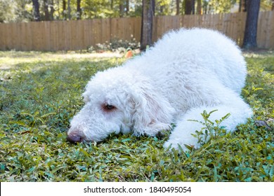 Sick And Sad Golden Doodle Pet Dog Looking For Solitude And Lying On The Grass Of Back Yard. Pets Concept. 