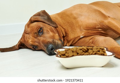 Sick or sad Rhodesian ridgeback dog lying on the floor next to bowl full of dry food and refuse to eat, no appetite