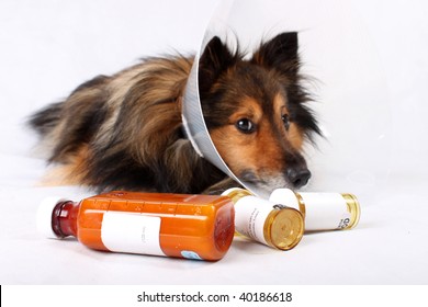 Sick Sheltie Or Shetland Sheepdog With Dog Cone Collar And Medicine Bottles In The Foreground (NOT ISOLATED)