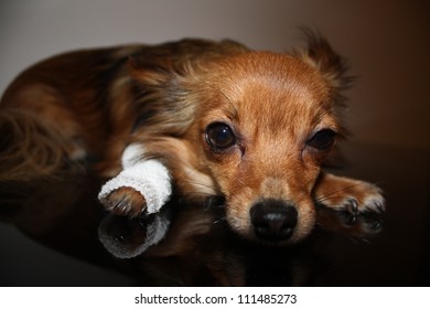 Sick Small Dog With Broken Leg