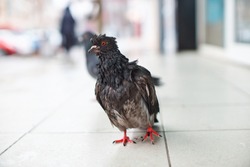 Sick Tacky Wet Pigeon On The Street