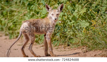 Sick thin fur less fox walking across the road 