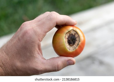 Sick tomato fruit affected by disease vertex rot in farmer hand - Shutterstock ID 2138186815