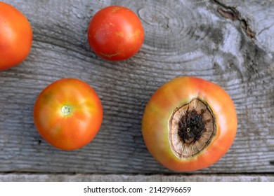 Sick tomato fruit affected by vertex rot disease near ripe red tomatoes - Shutterstock ID 2142996659