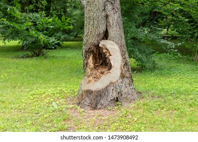 Sick Tree In The Botanical Garden. Space For Text