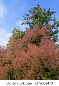 Sick Tree Dot Leaves Eaten By Insects