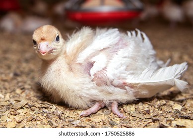 Sick turkey chick with trimmed beak at the poultry farm